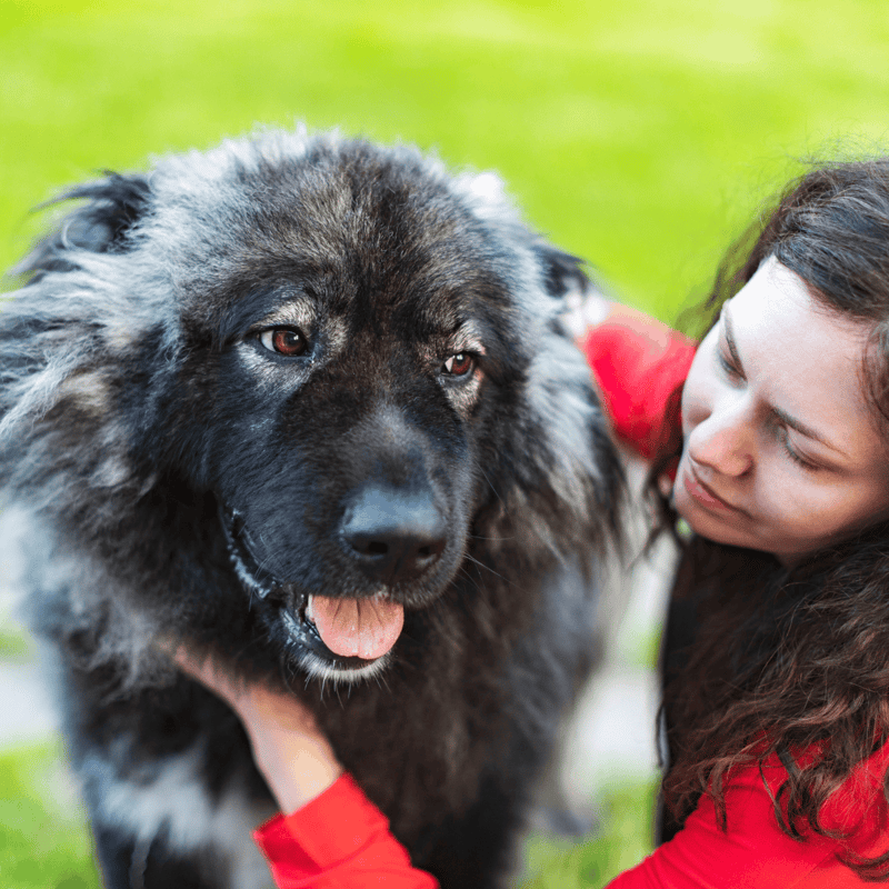 Friendly dog hug, large fluffy dog with thick coat, woman cuddling in yard for bond and comfort.