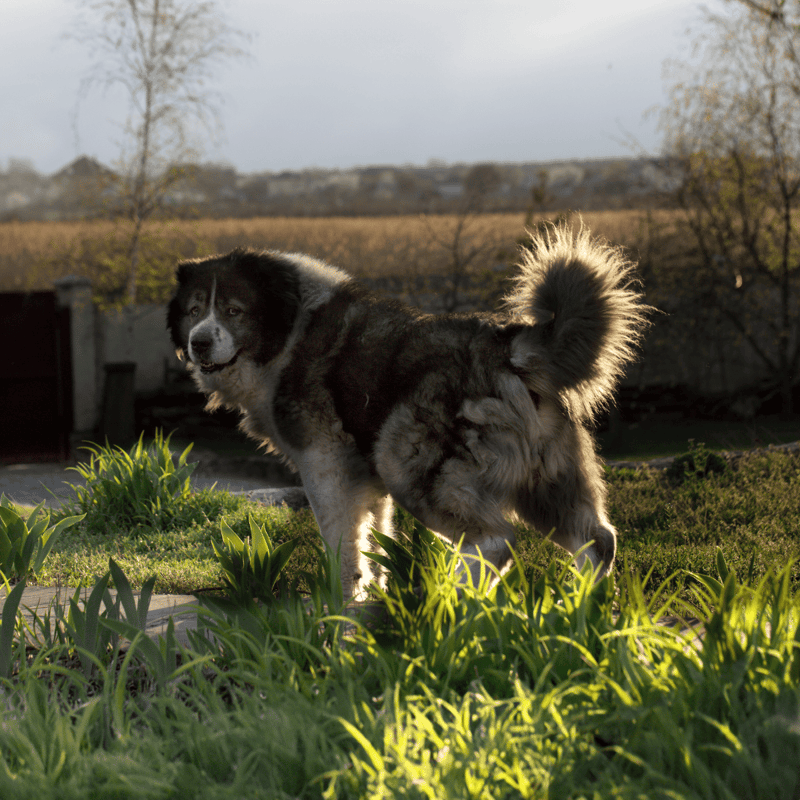 Caucasian Shepherd Dog characteristics
