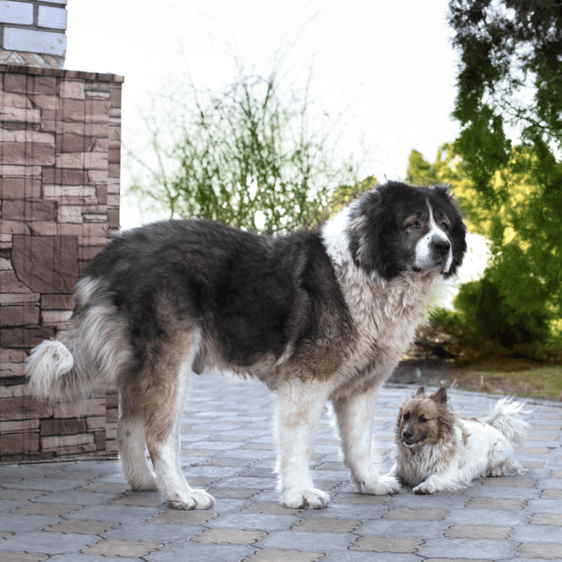 Caucasian Shepherd Dog Does This Breed Get Along With Other Pets