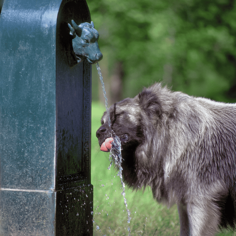 Caucasian Shepherd Dog Food & Diet Requirements