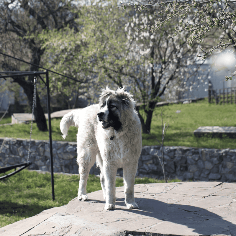Caucasian Shepherd Dog photo 2