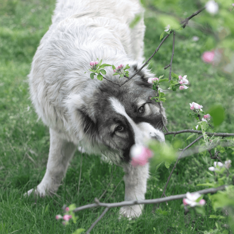 Caucasian Shepherd Dog photo 3