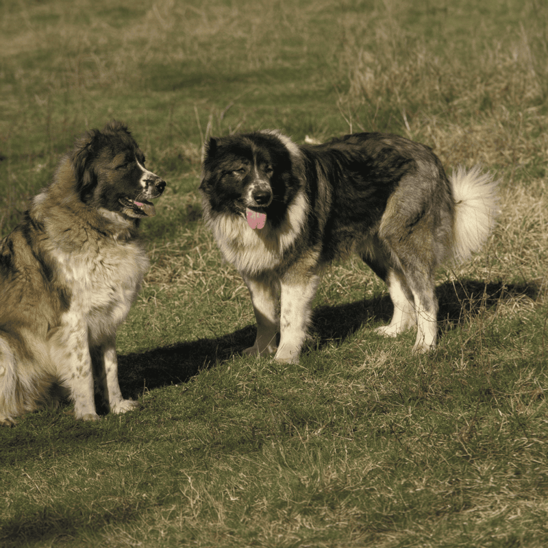 Caucasian Shepherd Dog Male Vs. Female