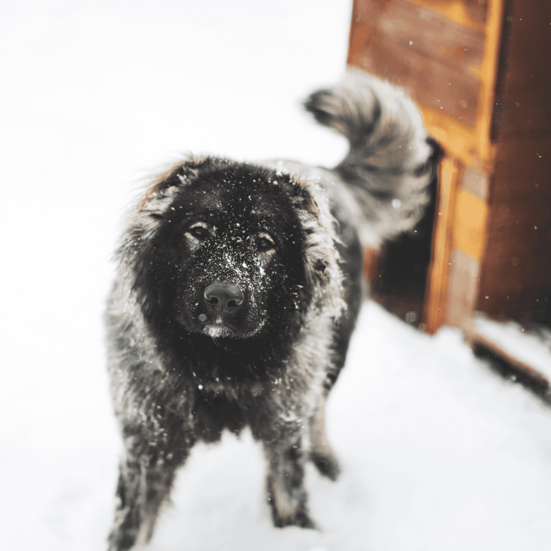 Caucasian Shepherd Dogs are excellent guard dogs