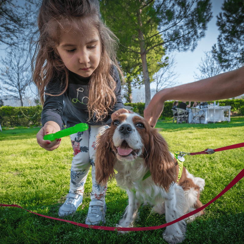 Dog grooming and care for happy outdoor pets.