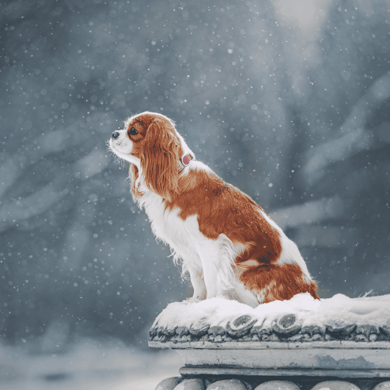 Adorable Cavalier King Charles Spaniel in snowy outdoor scene, perfect for dog care and winter pet safety.