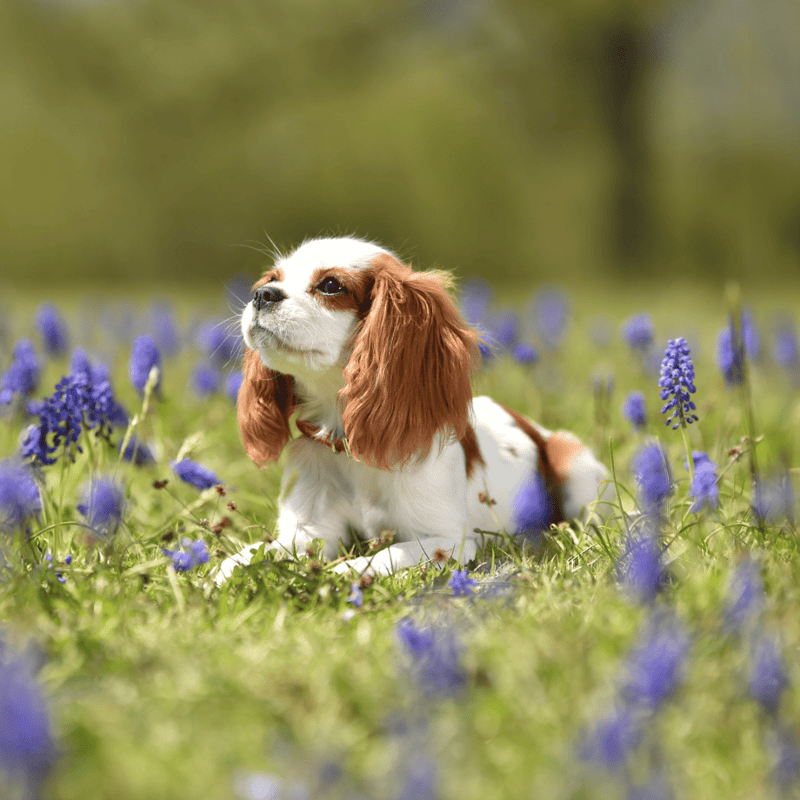 Cavalier King Charles Spaniel photo 1