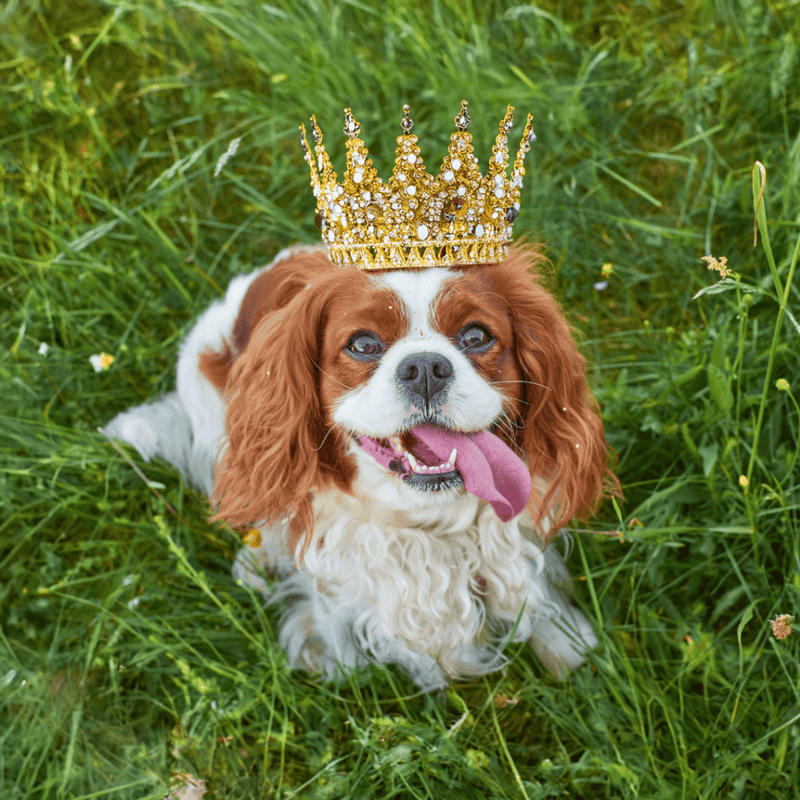 Adorable dog with a sparkling gold crown, sitting on lush green grass, looking regal and happy.