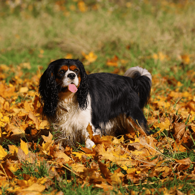 English Springer Spaniel in autumn leaves.