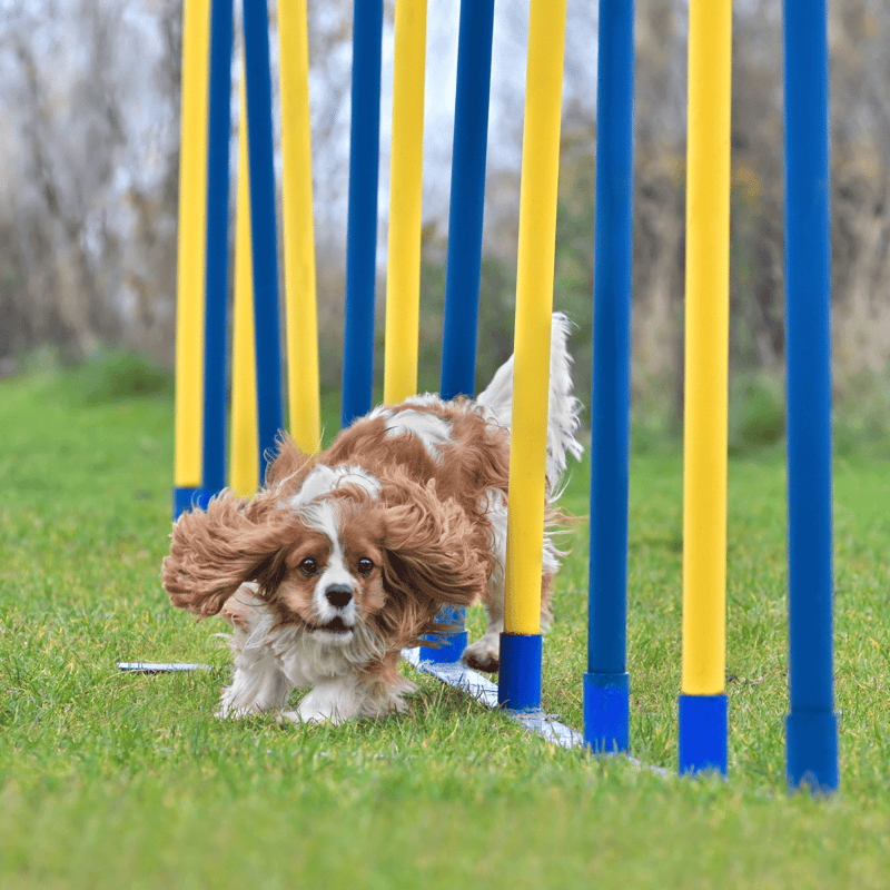 Energetic dog navigating agility obstacle course outdoors, demonstrating fun and training.