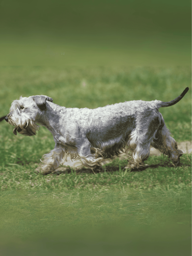 Cesky Terrier overview
