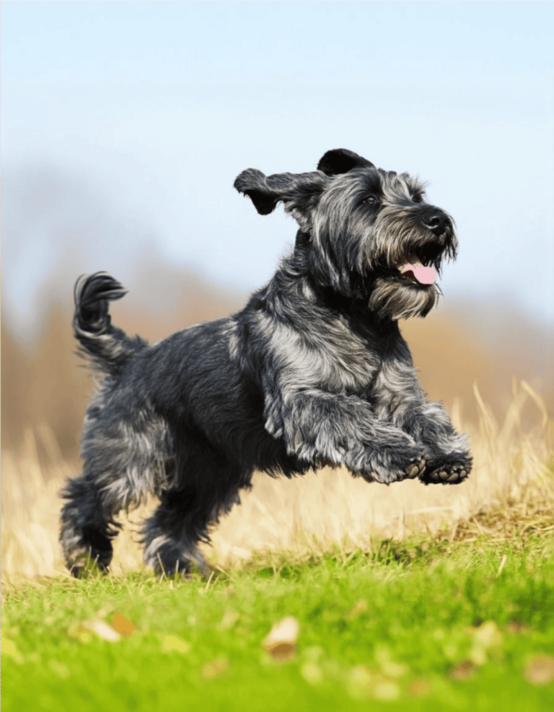 Playful dog running on grass with a bright sky background.