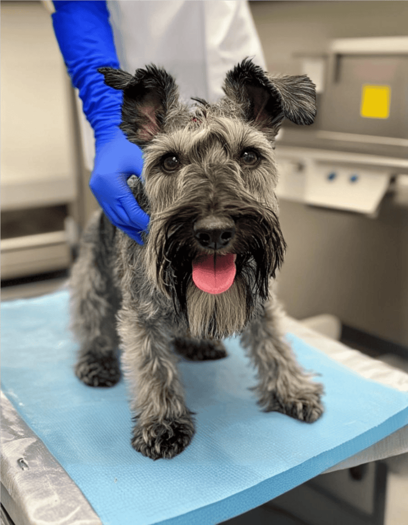 Cesky Terrier health