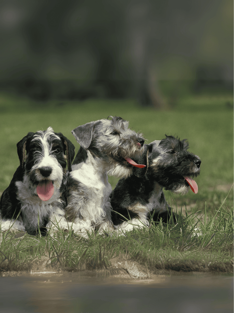 Cute puppies sitting on grass, happy dogs with tongues out, outdoor dog park, playful pet dog photos.