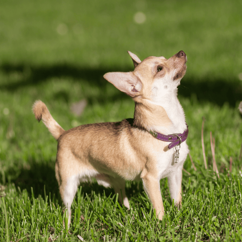 Chihuahua characteristics
