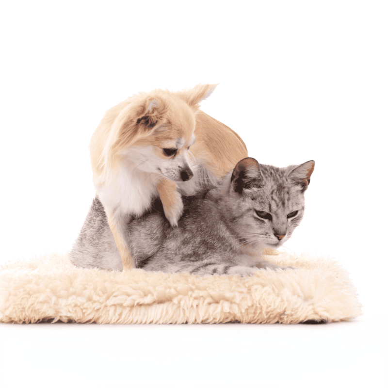 Adorable dog and cat cuddle on cozy fluffy bed, highlighting pet friendship and comfort.