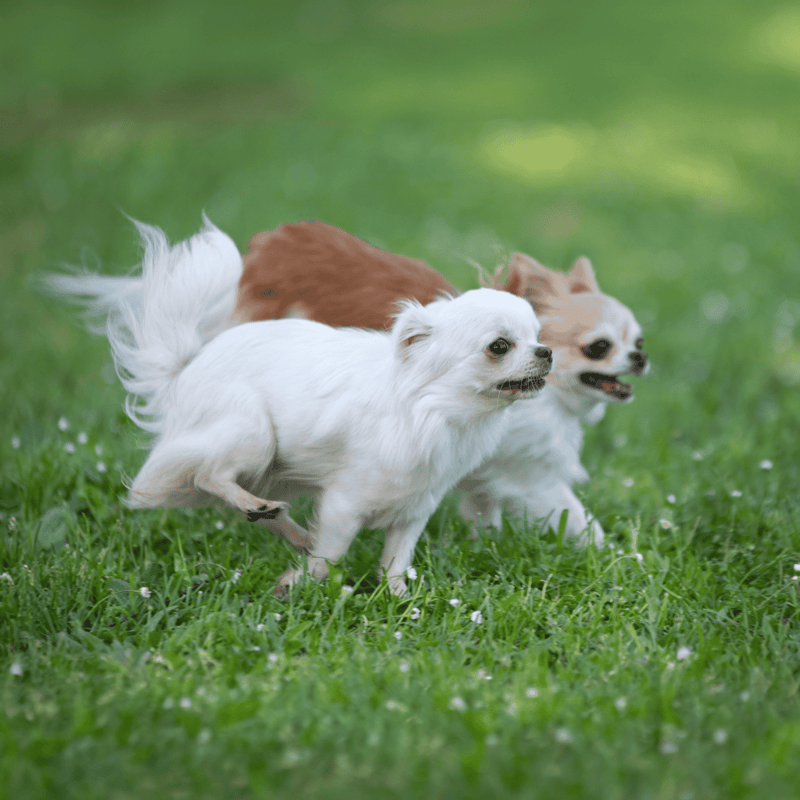 Adorable small dogs running on grass, showcasing playful and joyful moments.