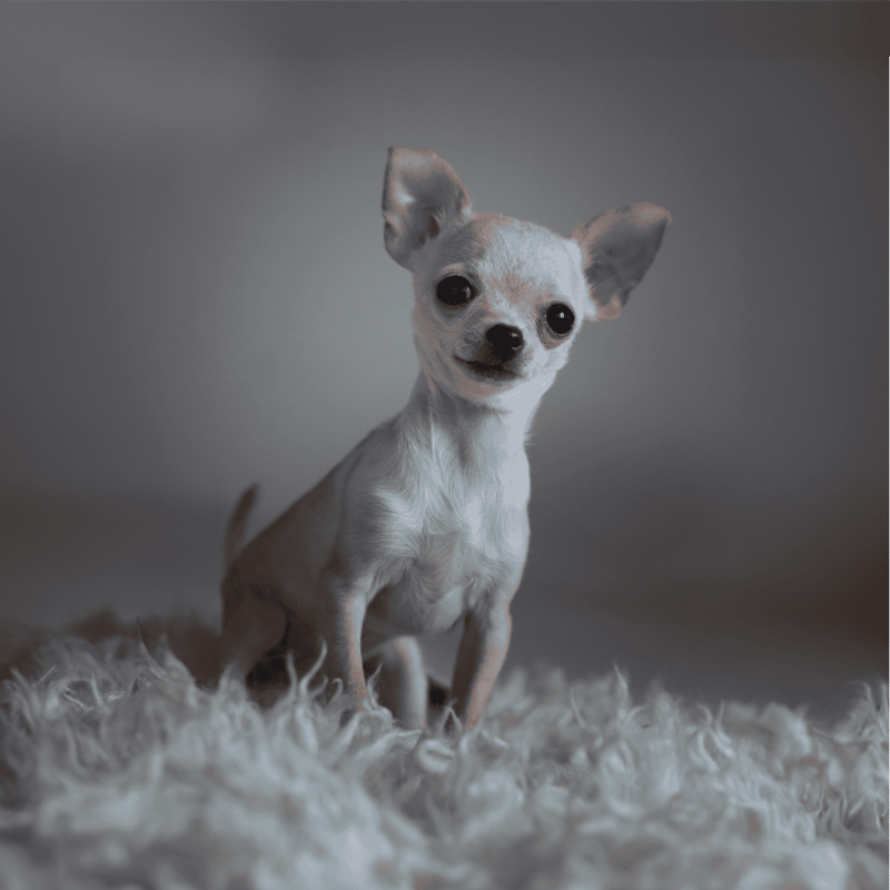 Cute Chihuahua dog with large ears and expressive eyes, sitting on plush fur for comfortable pet photoshoot.