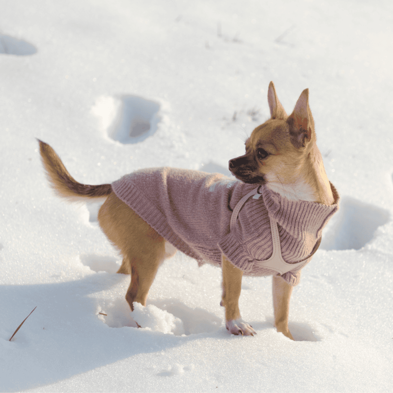 Chihuahuas Were Bred to Thrive in Warm Weather