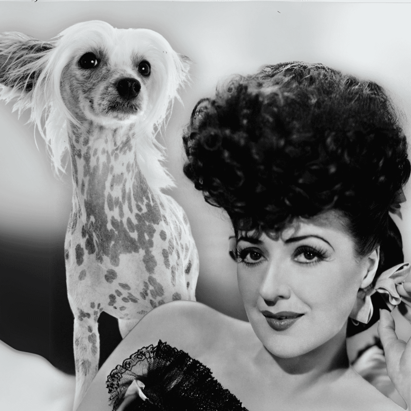 Chinese Crested A Burlesque Performer Brought Fame to the Breed