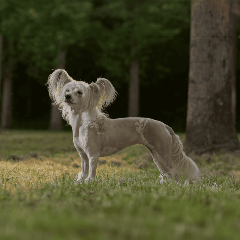 Chinese Crested overview