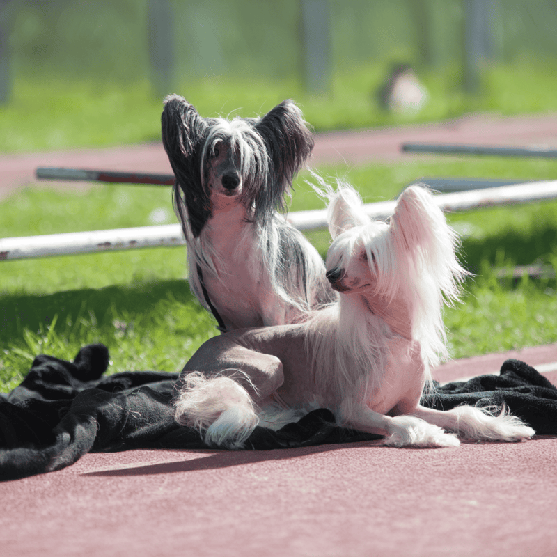 Chinese Crested characteristics