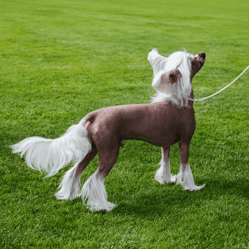 Chinese Crested Final Thoughts