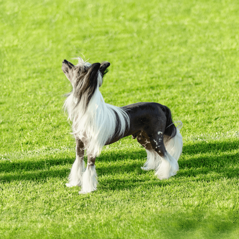 Chinese Crested photo 2