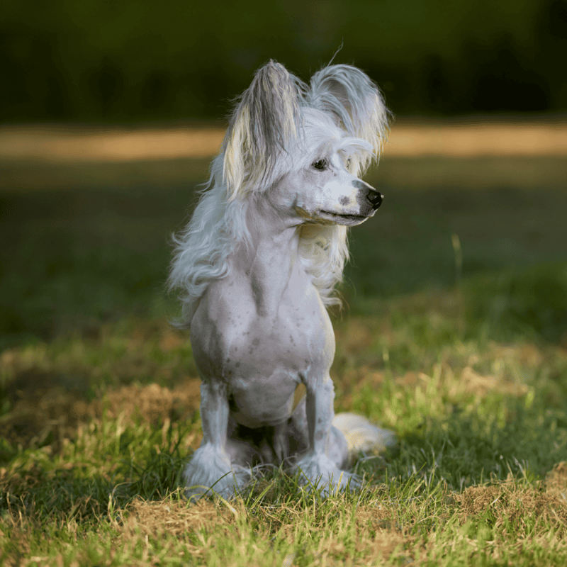 Chinese Crested photo 3