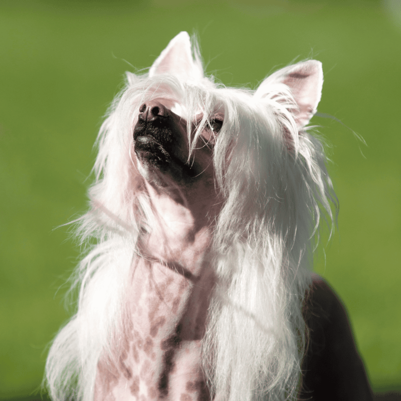 Chinese Crested photo 1