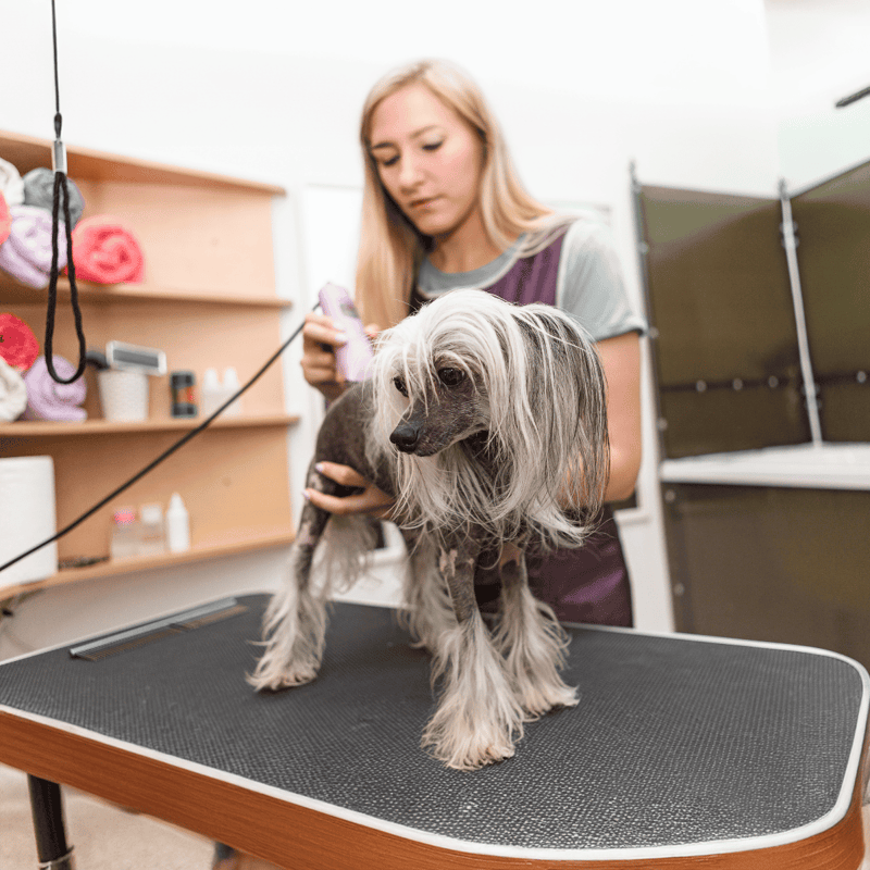 Chinese Crested Grooming