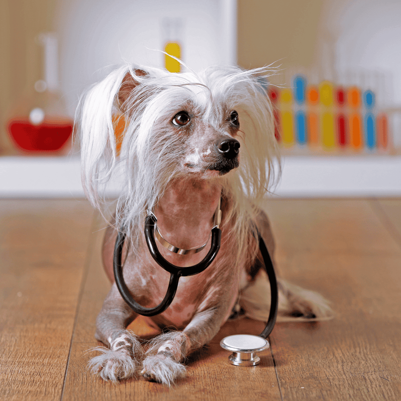 Chinese Crested health