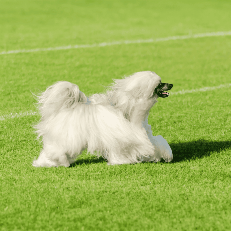 Adorable dog running lively on green grass, enjoying outdoor play and exercise. Perfect for dog lovers and pet care enthusiasts.