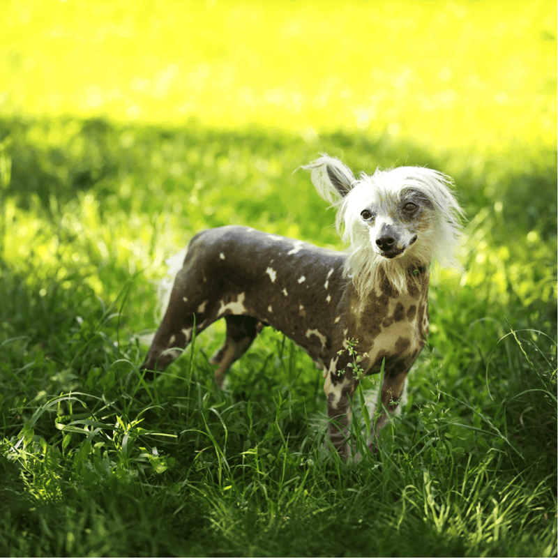 Chinese Crested They Probably Evolved From African Dogs
