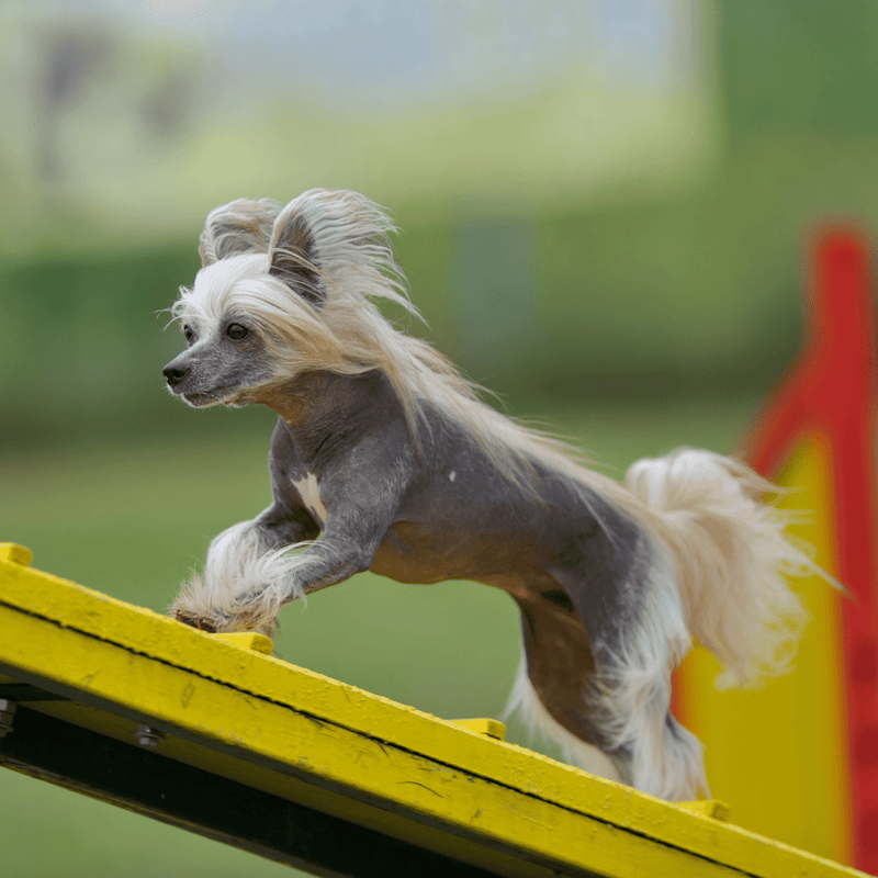 Playful dog jumping over agility obstacle in park.