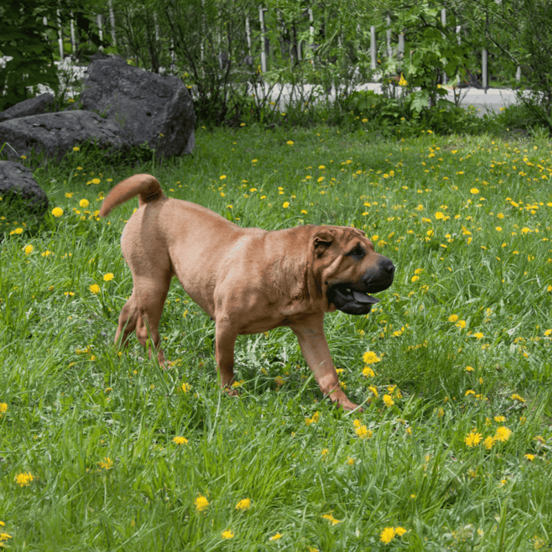 Chinese Shar Pei overview