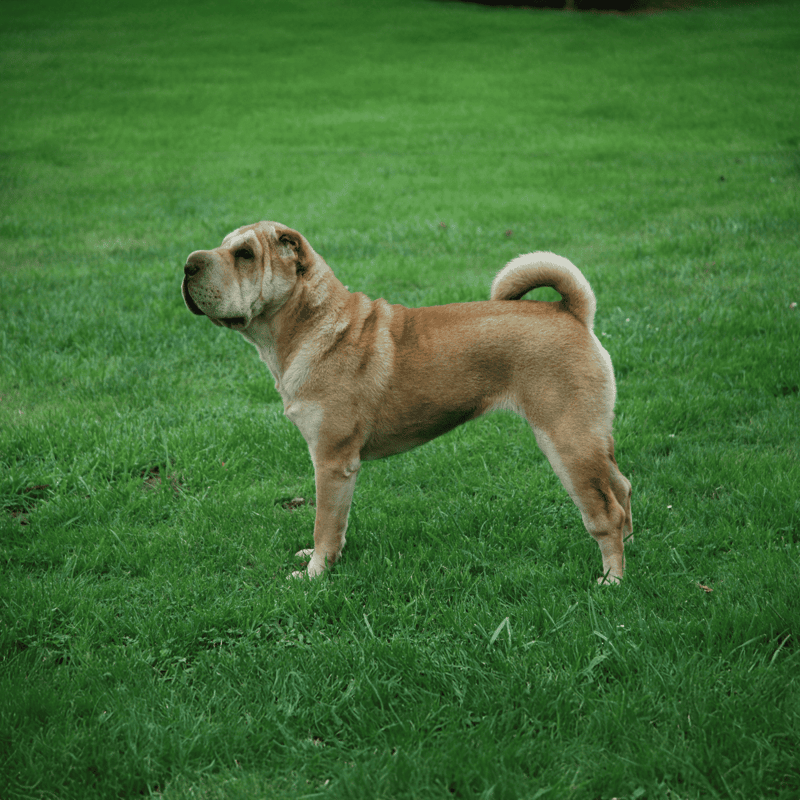 Chinese Shar Pei characteristics