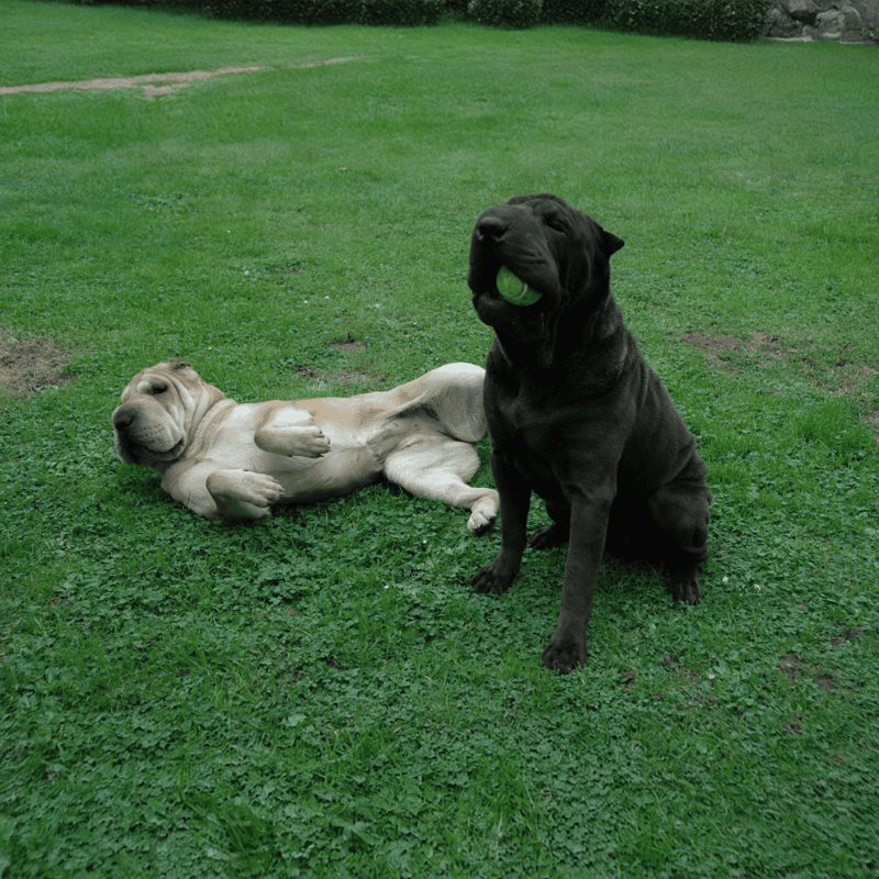 Adorable Labrador and Cane Corso dogs enjoying playtime outdoors.