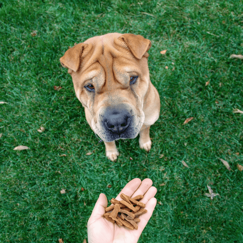 Chinese Shar Pei Food & Diet Requirements