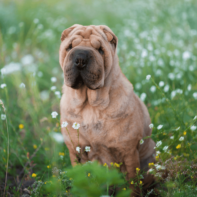 Chinese Shar Pei photo 3