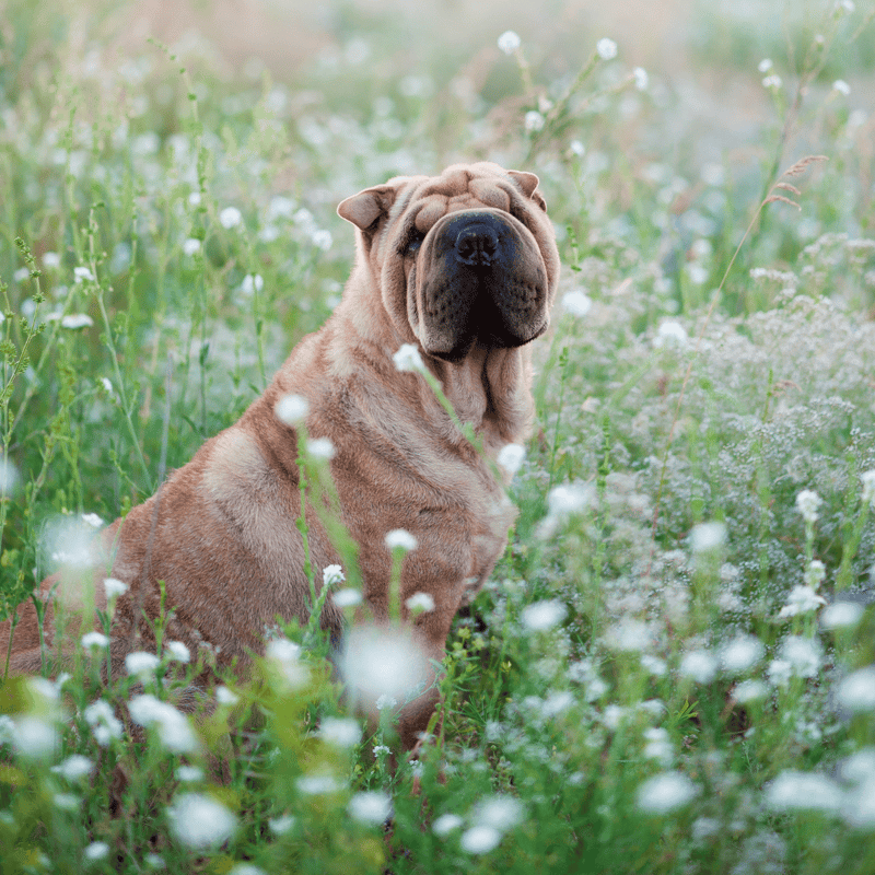 Chinese Shar Pei photo 1