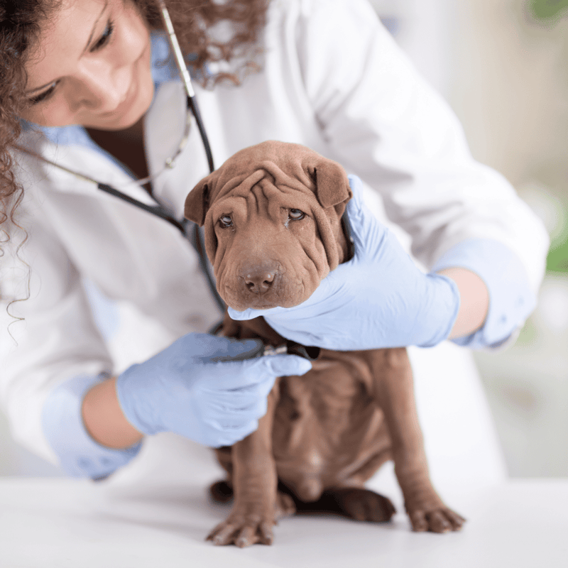 Chinese Shar Pei health