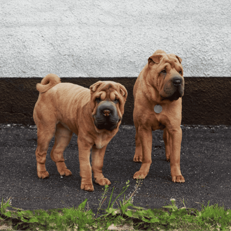 Chinese Shar Pei Male Vs. Female