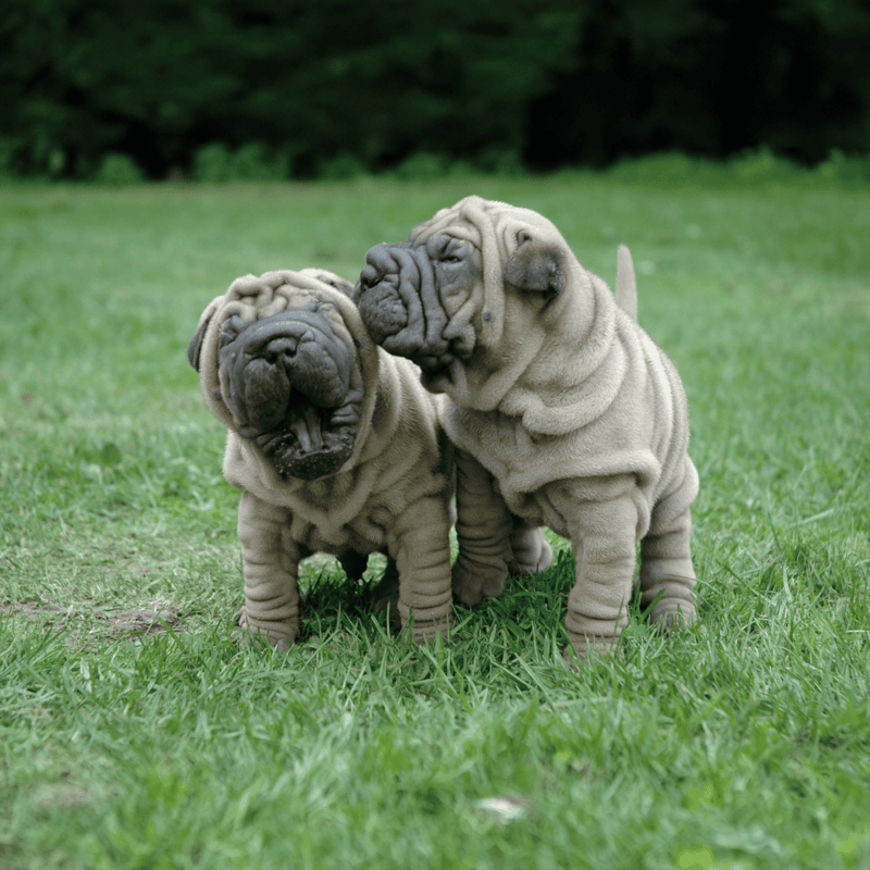 Chinese Shar Pei Puppies