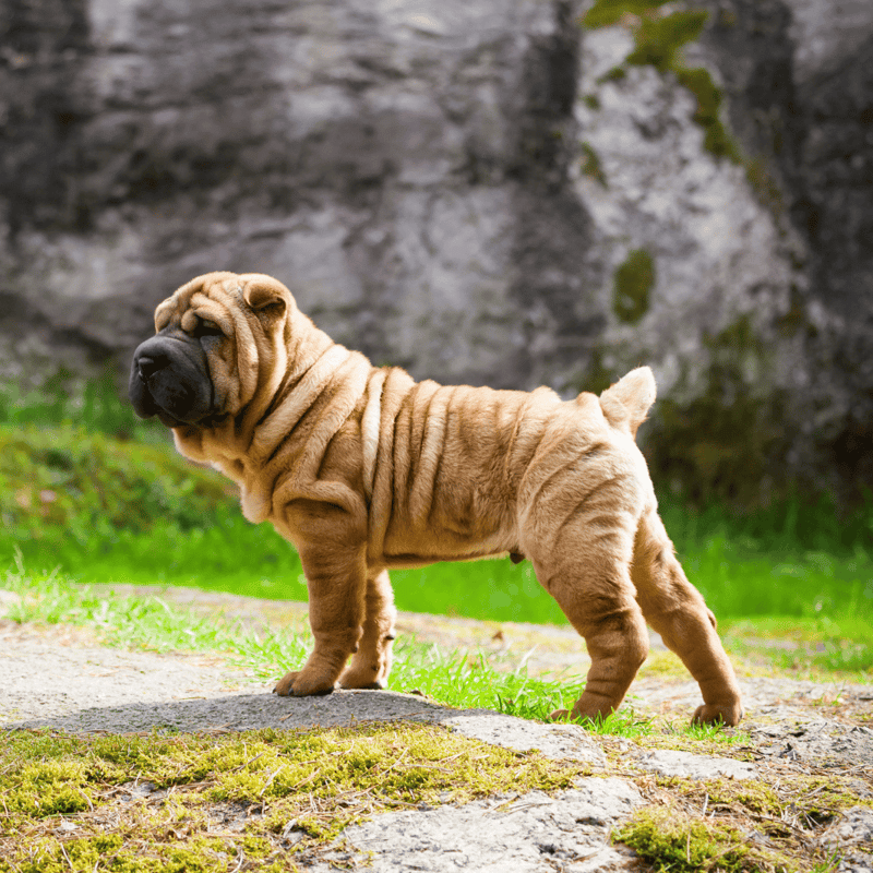 Chinese Shar Pei Their Wrinkles Are Like Body Armor