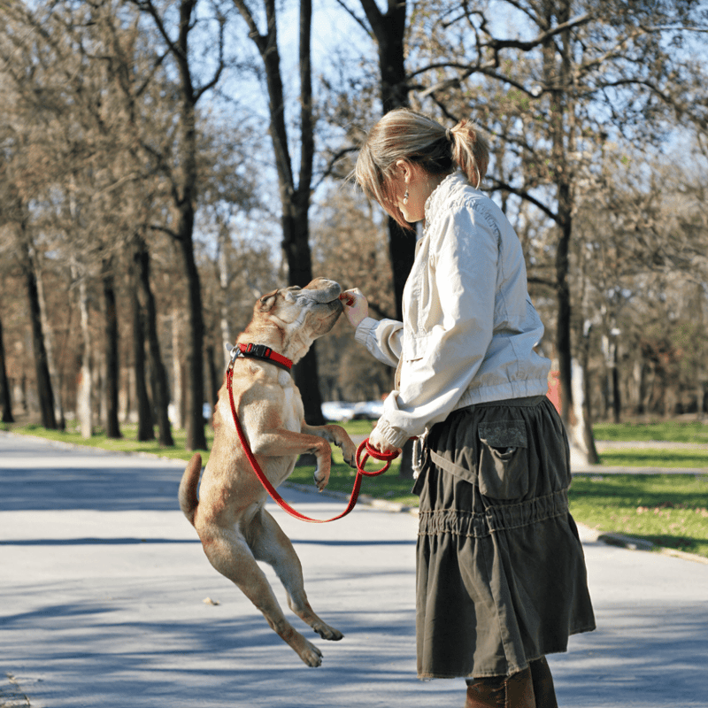 Chinese Shar Pei Training