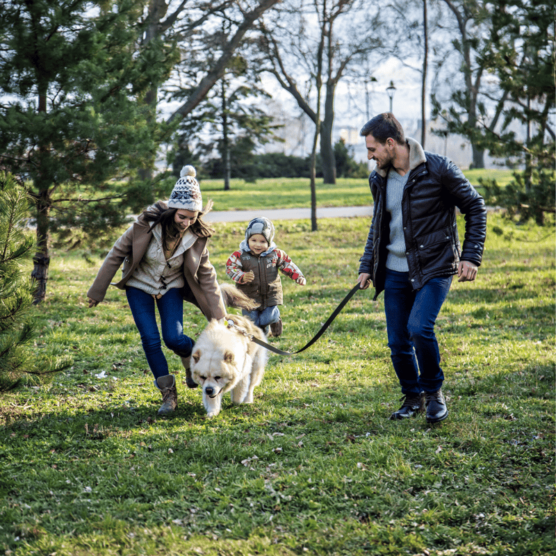 Family enjoying outdoor walk with Labrador, kids, and dog care in the park.