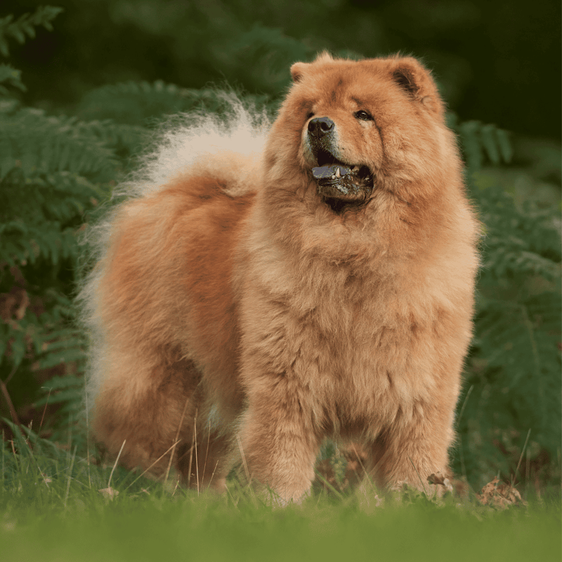 Chow Chow characteristics