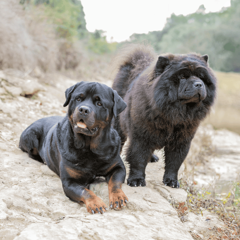 Two dogs, a Rottweiler and a Chow Chow, enjoying a scenic outdoor landscape together.