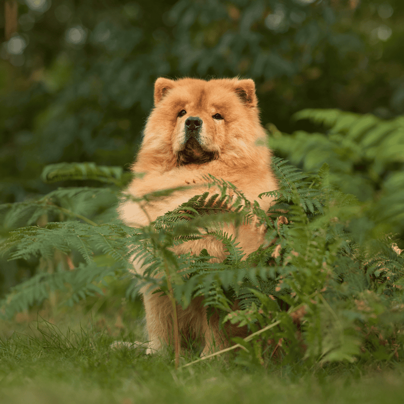 Chow Chow Final Thoughts